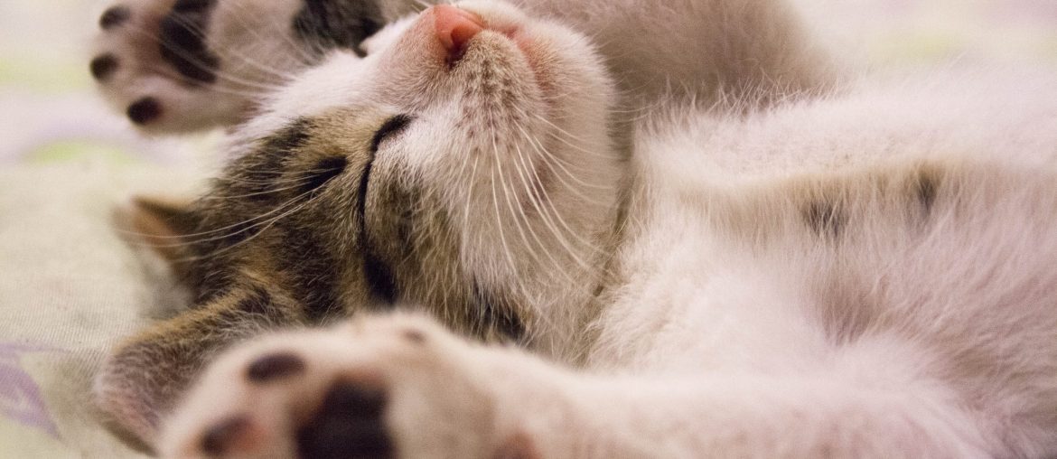 40+ Romantic Goodnight Texts For Him cute goodnight texts